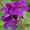 Geranium macrorrhizum ingwersens - Abriachan Nurseries, The Garden On Loch Ness